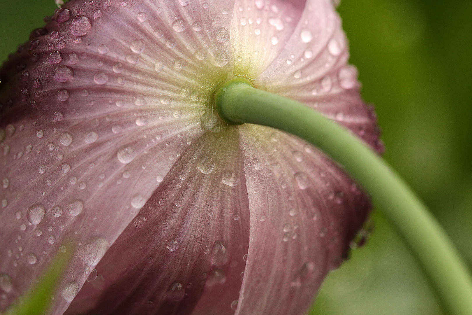 regenmohn