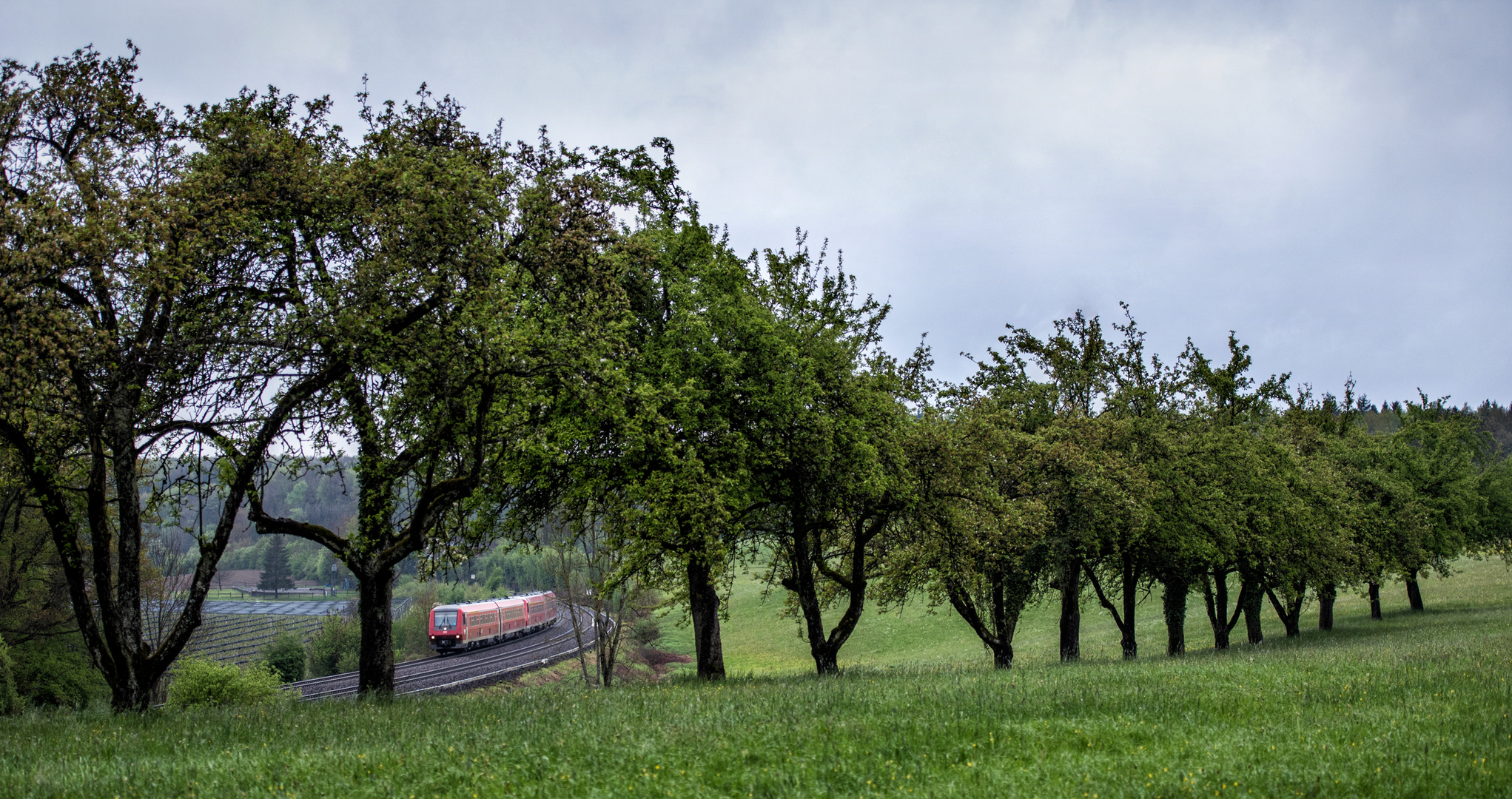 Regenmontag an der Baumreihe - I -