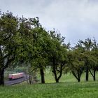 Regenmontag an der Baumreihe - I -