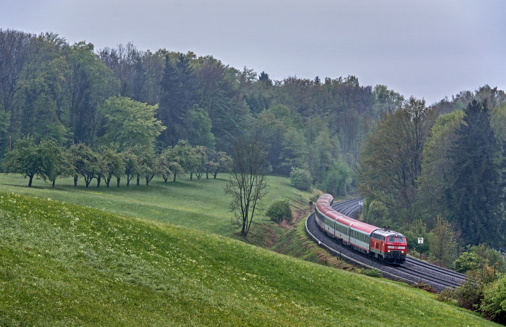 Regenmontag an der Baumreihe - II -