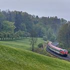 Regenmontag an der Baumreihe - II -