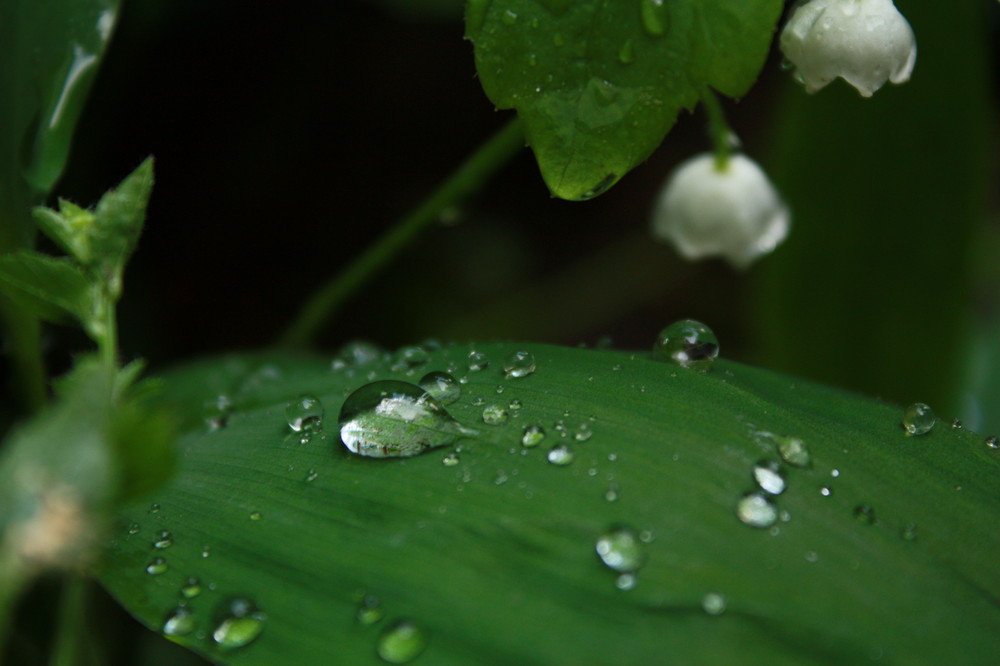 Regenmorgen