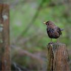 regennasse Amsel