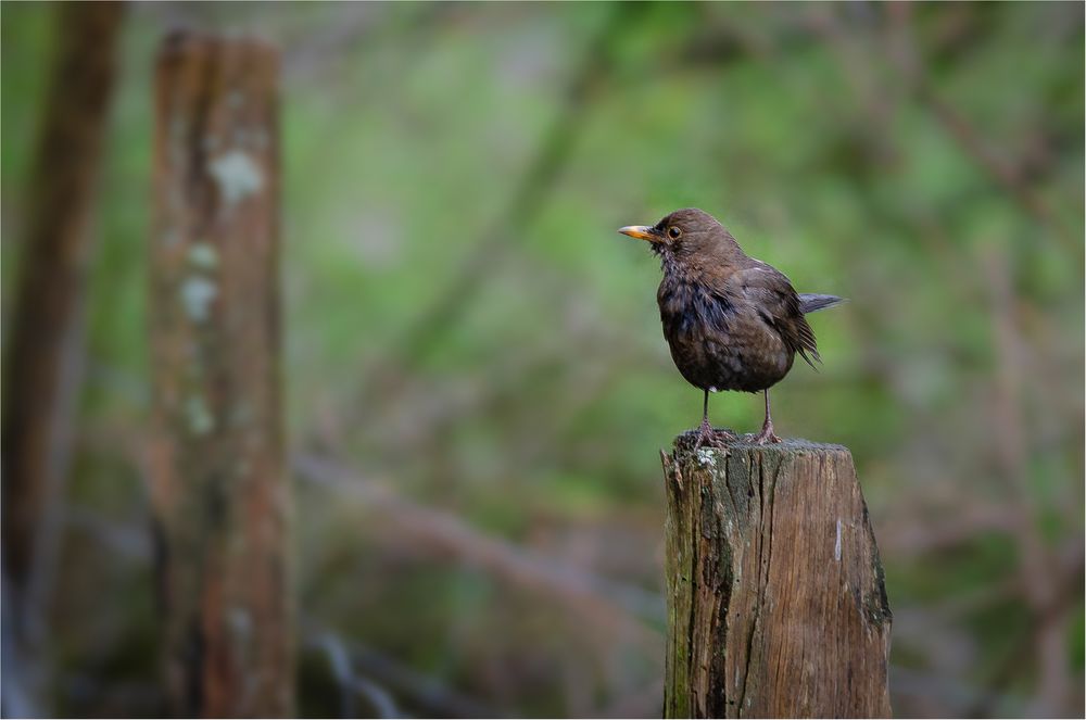 regennasse Amsel