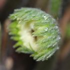 Regennasse Baby-Gerbera