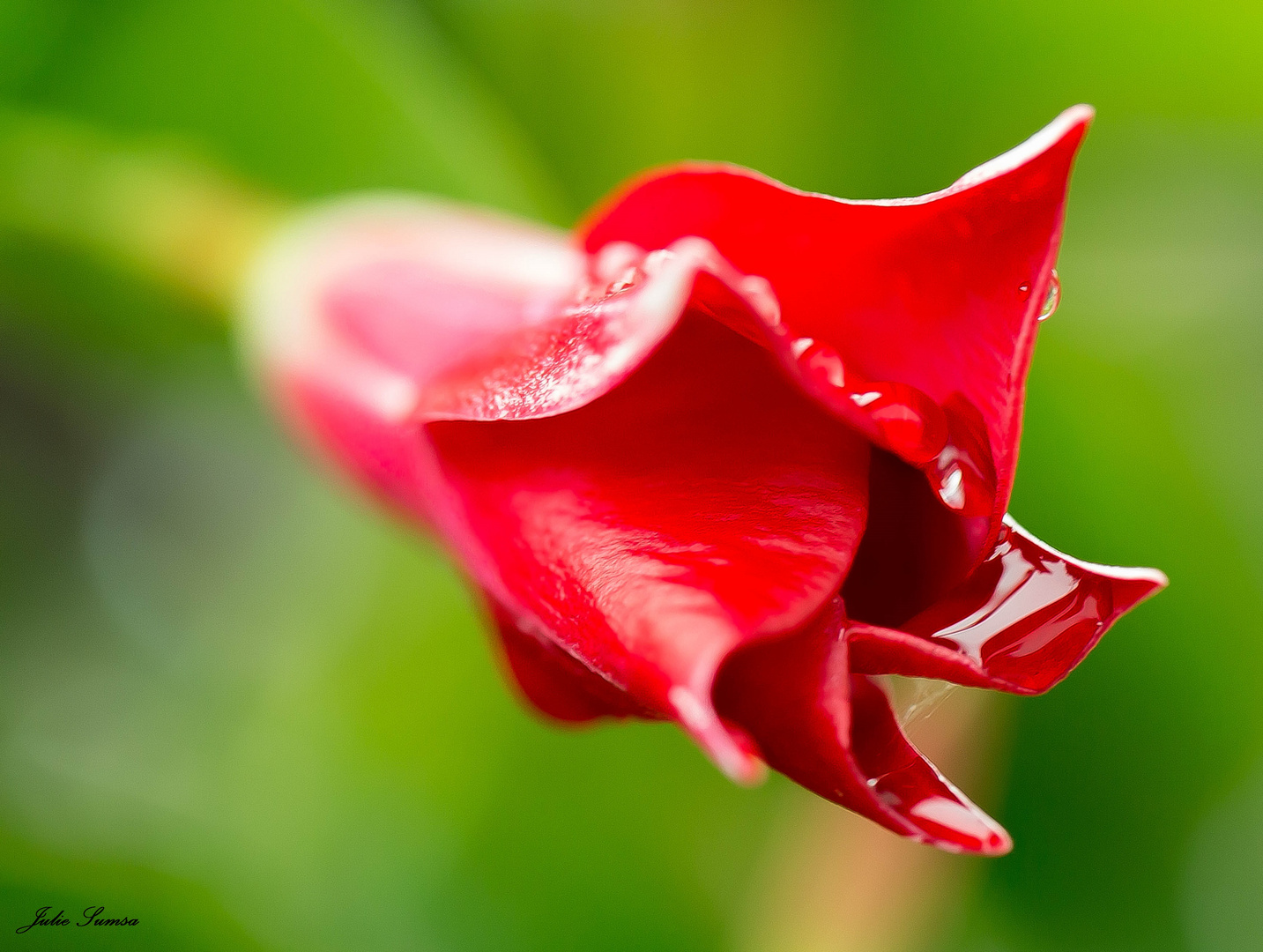 regennasse Blüte