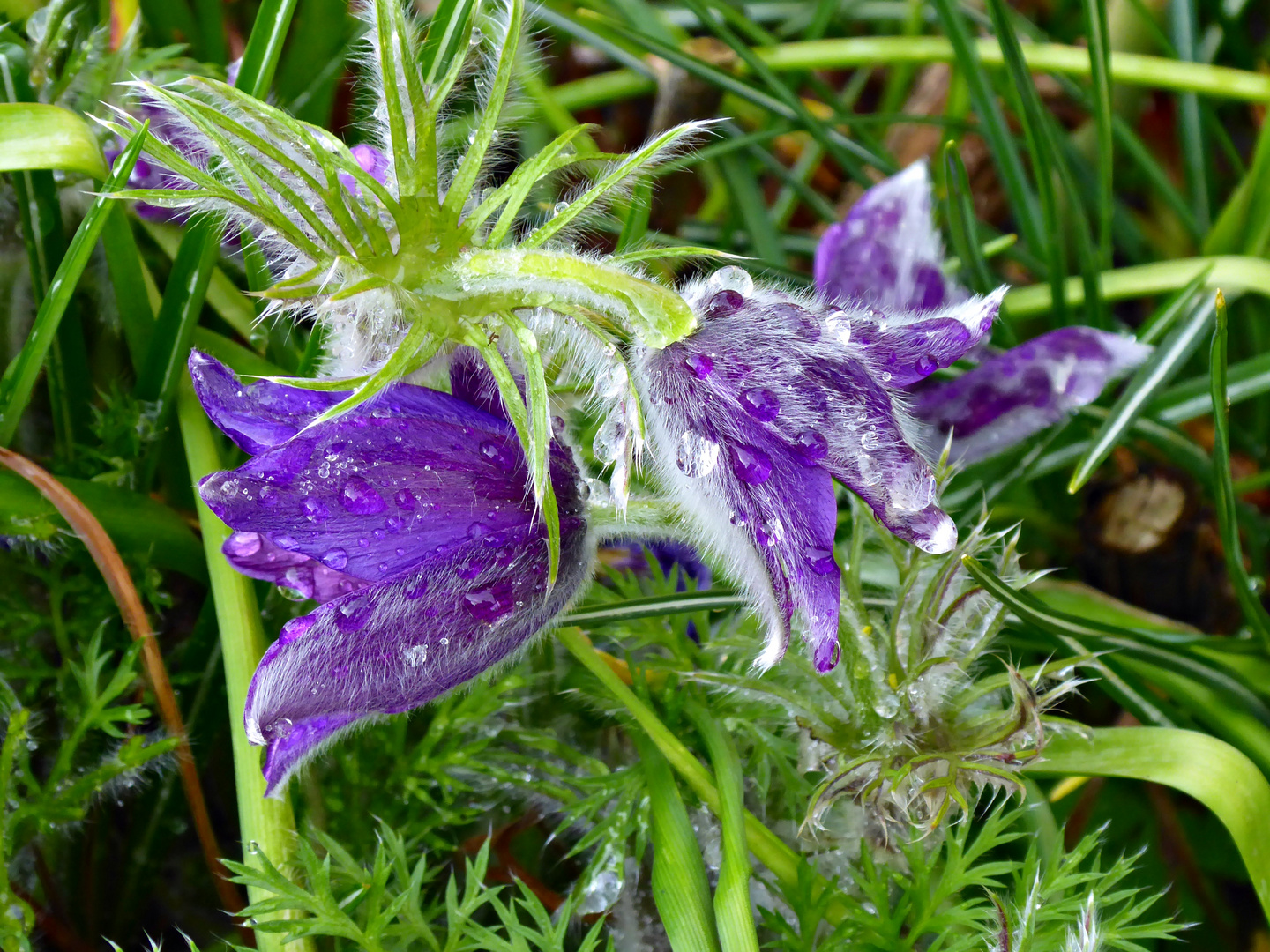 regennasse Küchensschelle