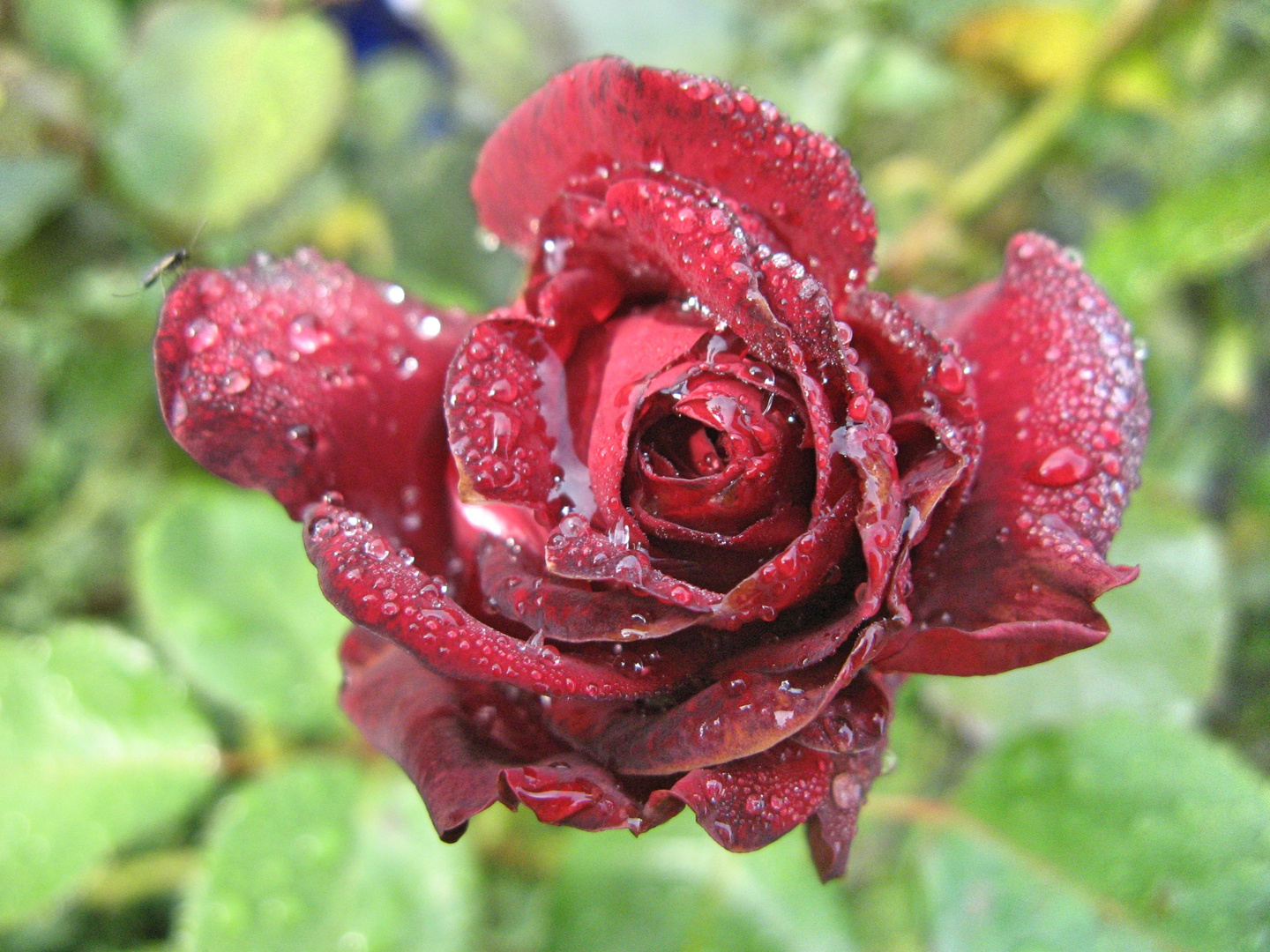 Regennasse Rose