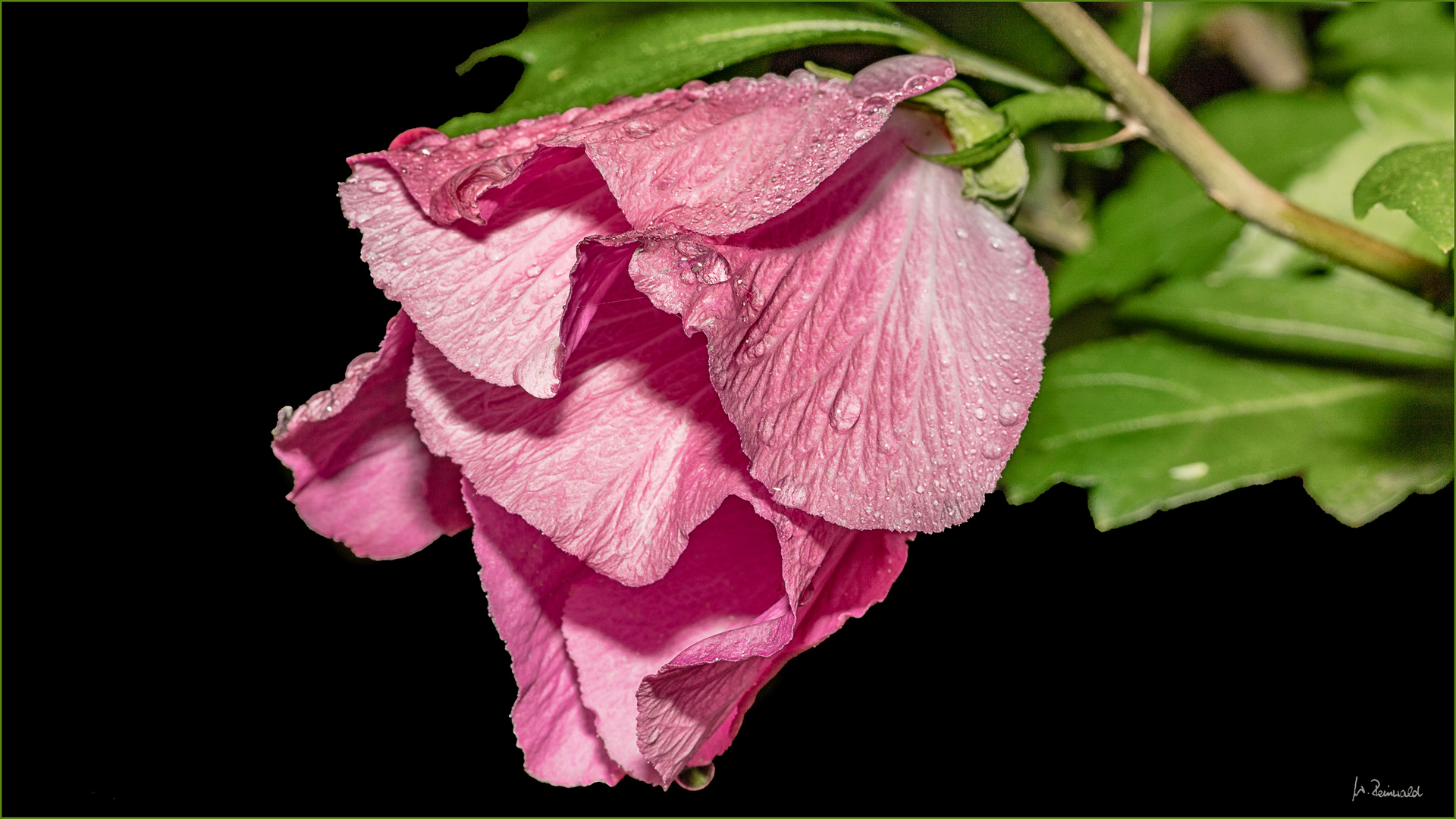 Regennasser Hibiskus