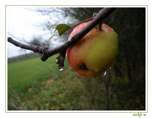 Regennasser Ökoapfel