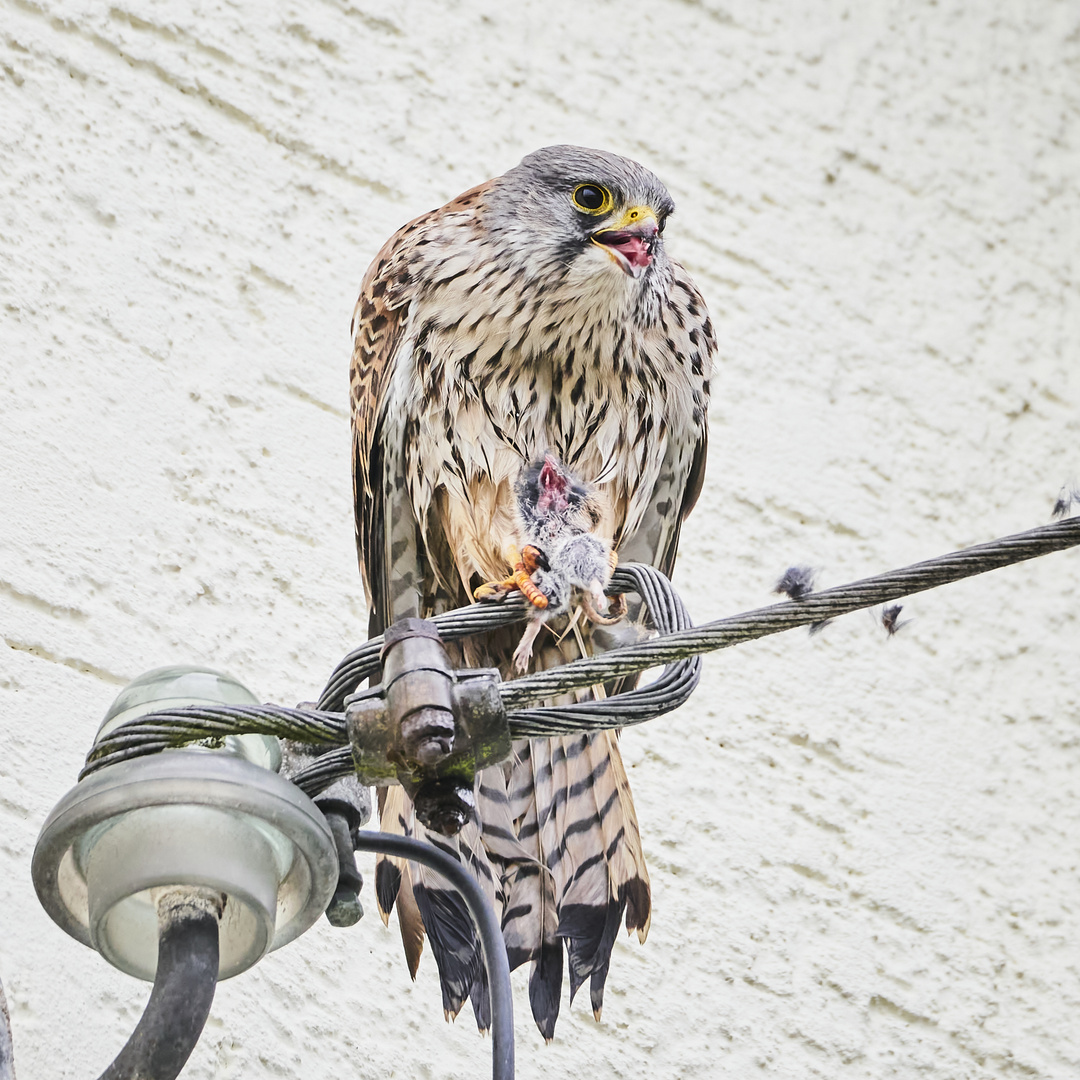 Regennasser Turmfalkenmann wünscht im Trockenen zu frühstücken