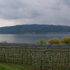 Regenpause am Bodensee 2.Mai