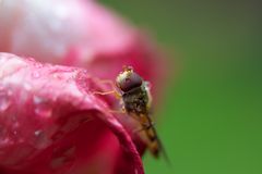 Regenpause auf Rosenblüte