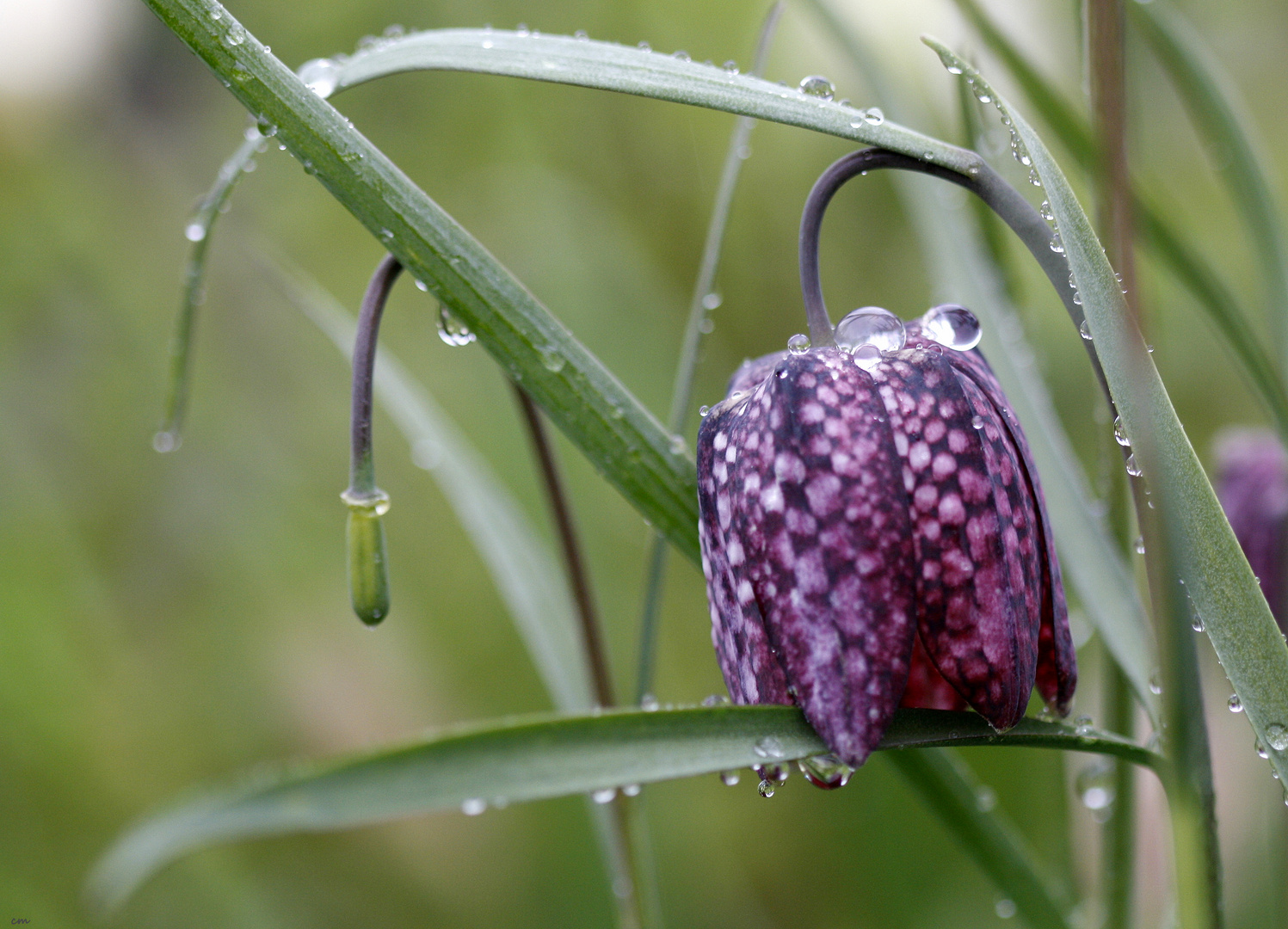 °° Regenpause °°