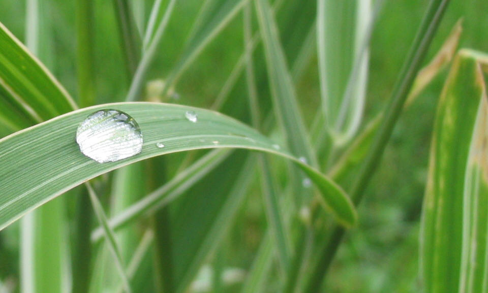 Regenperle