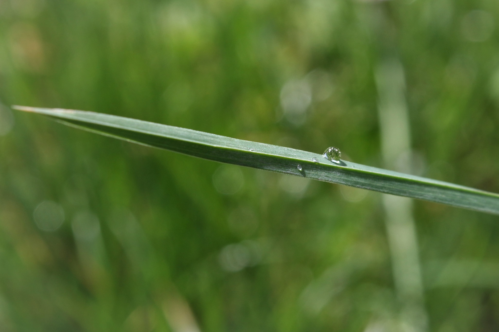 Regenperle