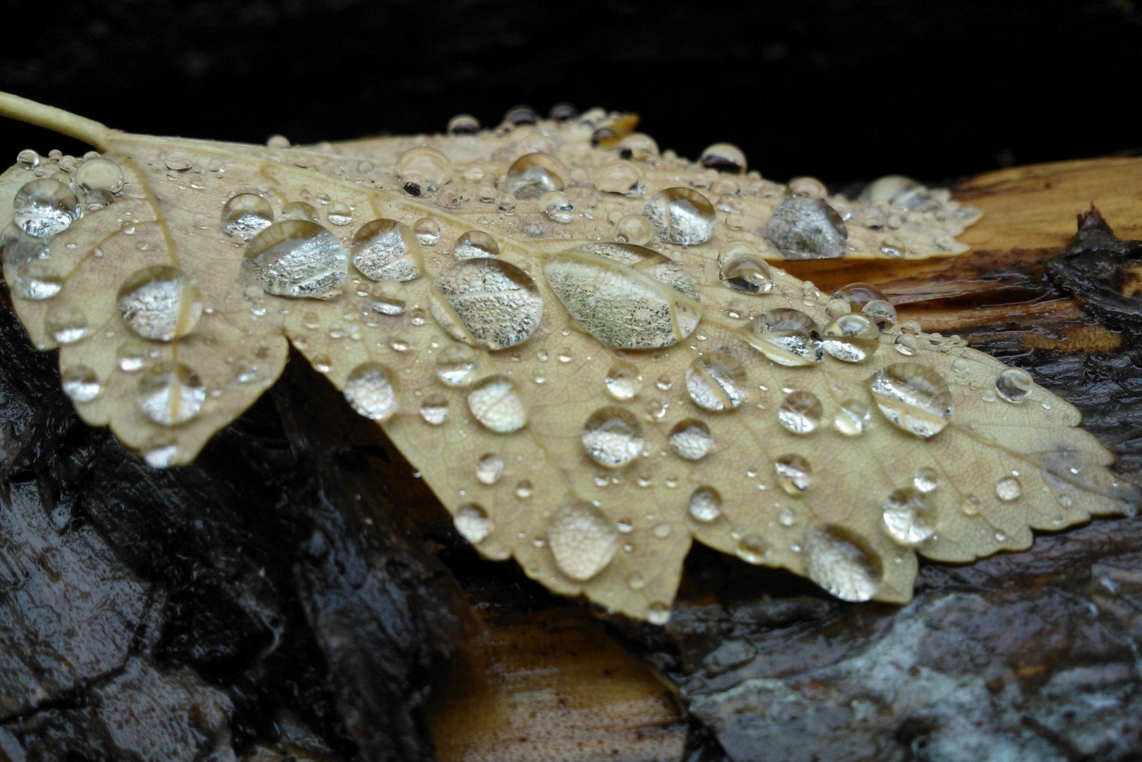 ..Regenperlen..