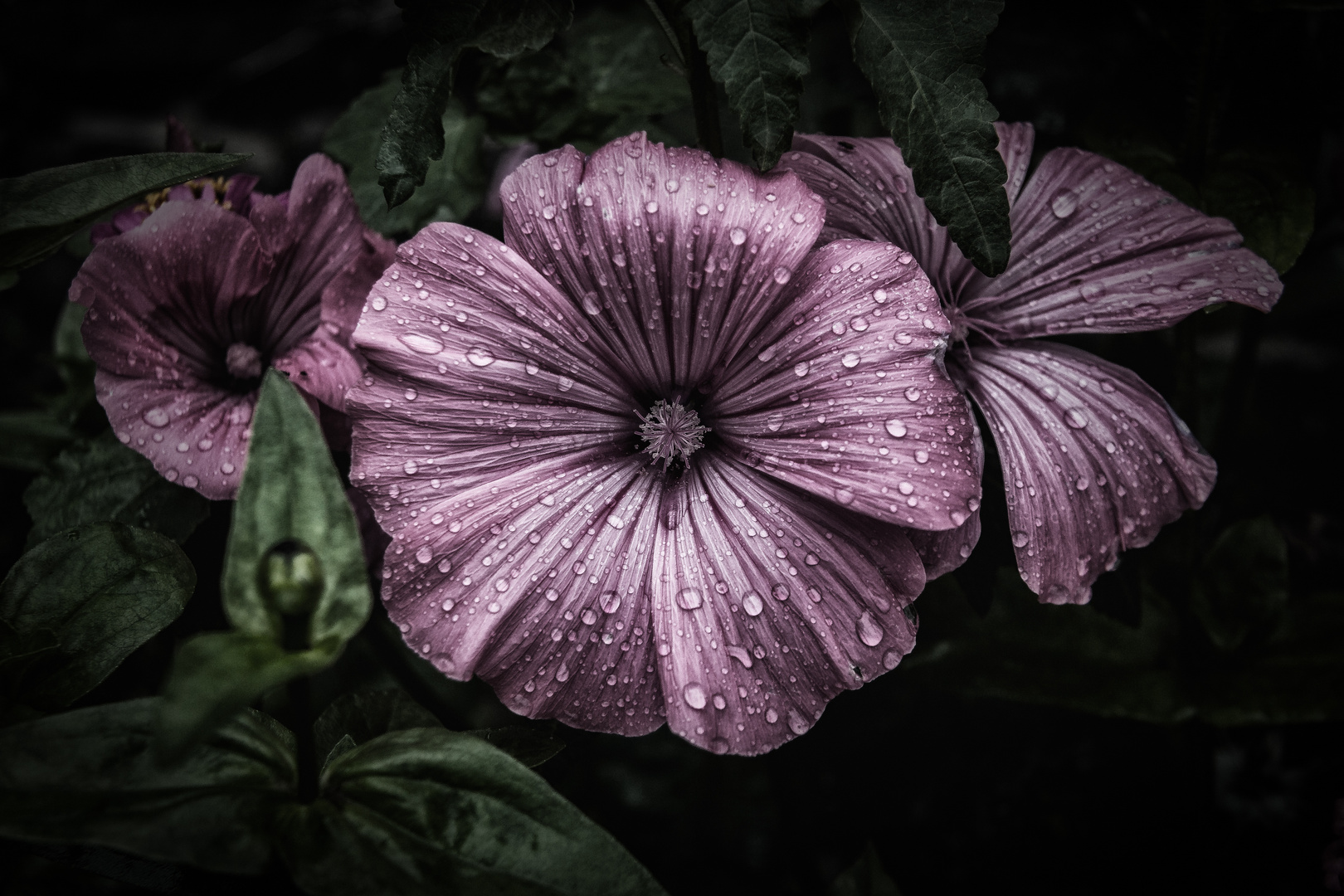 Regenperlen auf einer Blüte