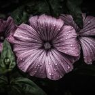 Regenperlen auf einer Blüte