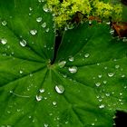 "Regenperlen" auf Frauenmantel 