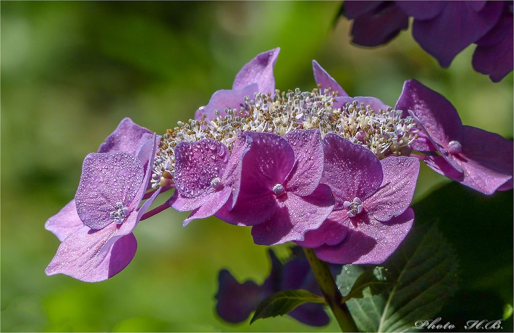 Regenperlen auf Hortensienblüten