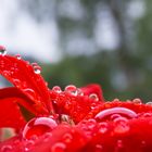 Regenperlen auf Pelargonie