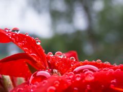 Regenperlen auf Pelargonie