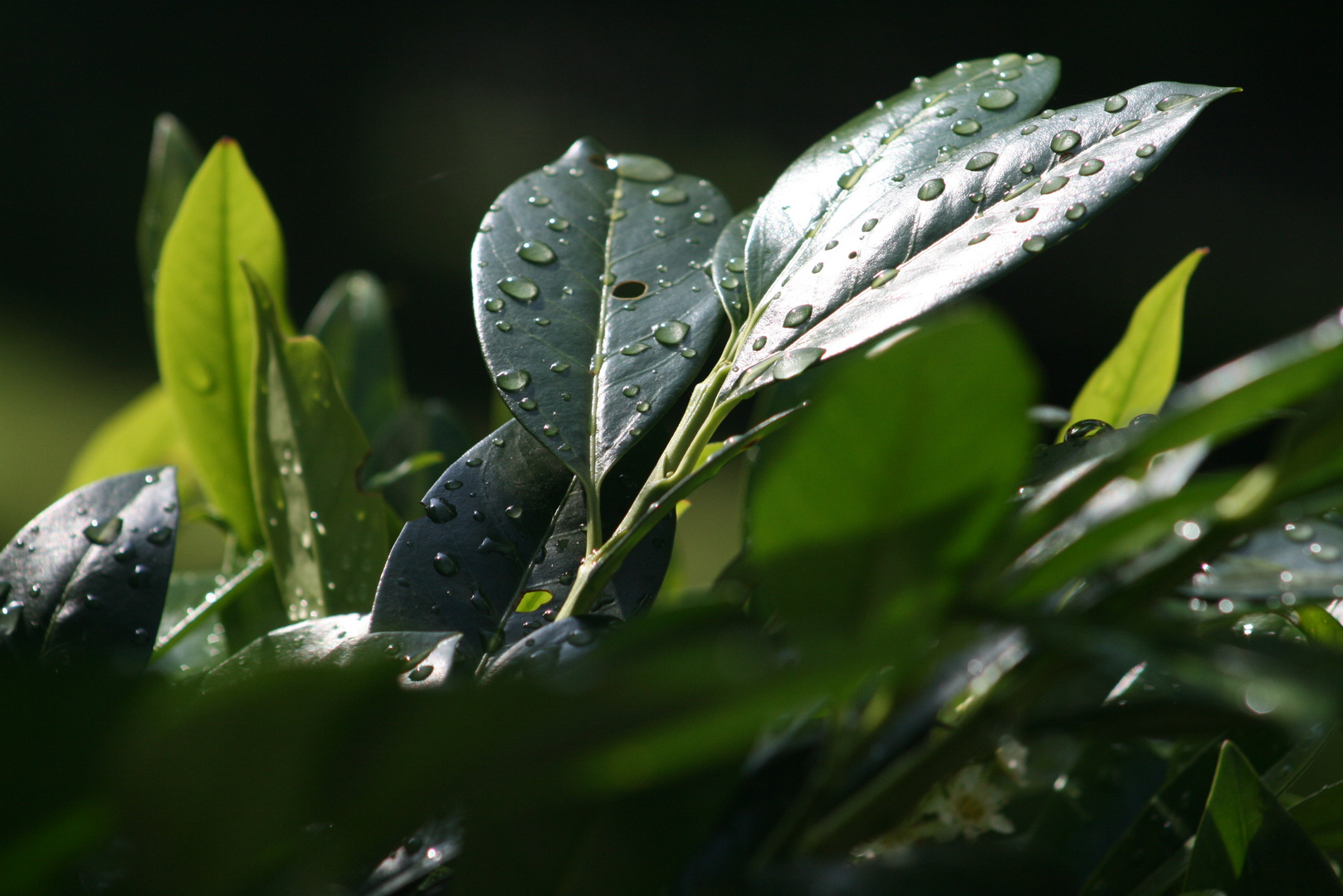 Regenperlen