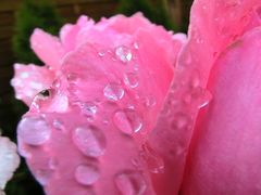 Regenperlen für die Königin - Edelrose, altrosa