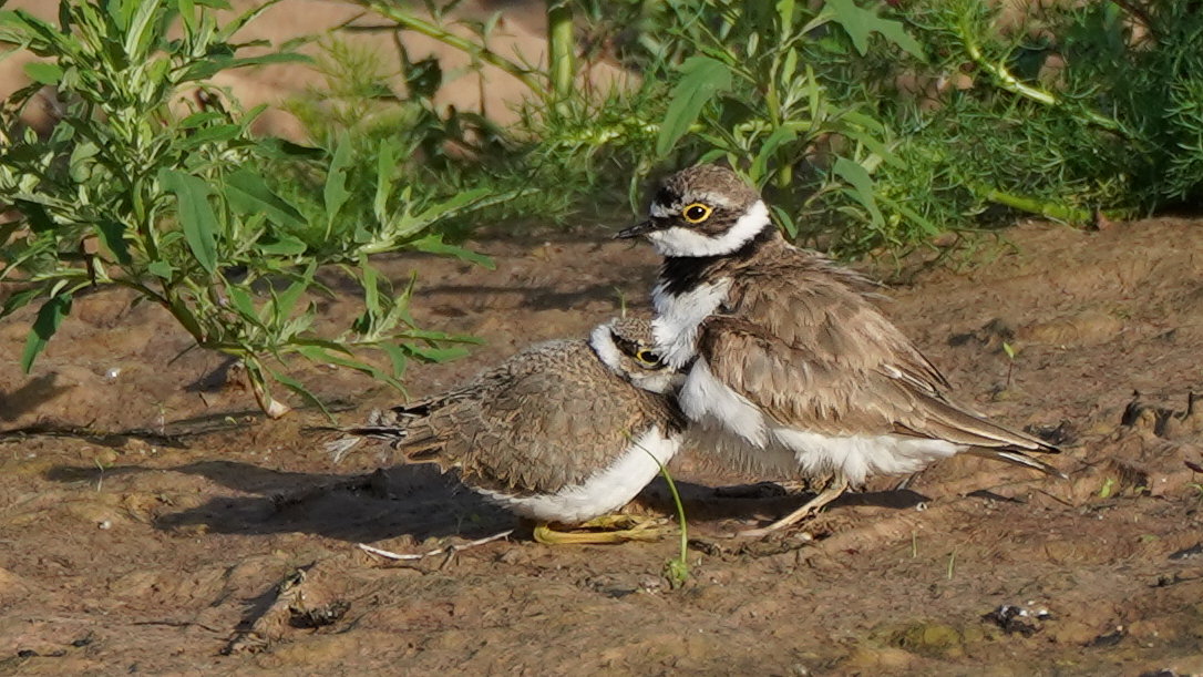 Regenpfeifer mit Küken