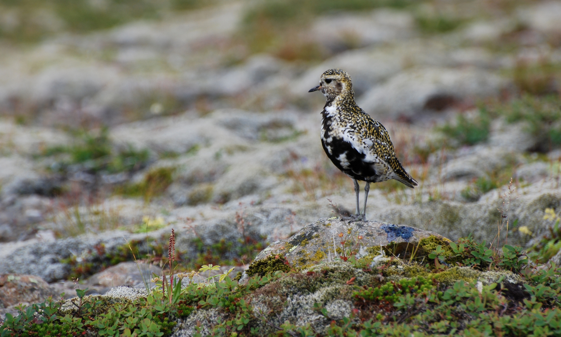 Regenpfeiffer am Skaftafell Wanderweg