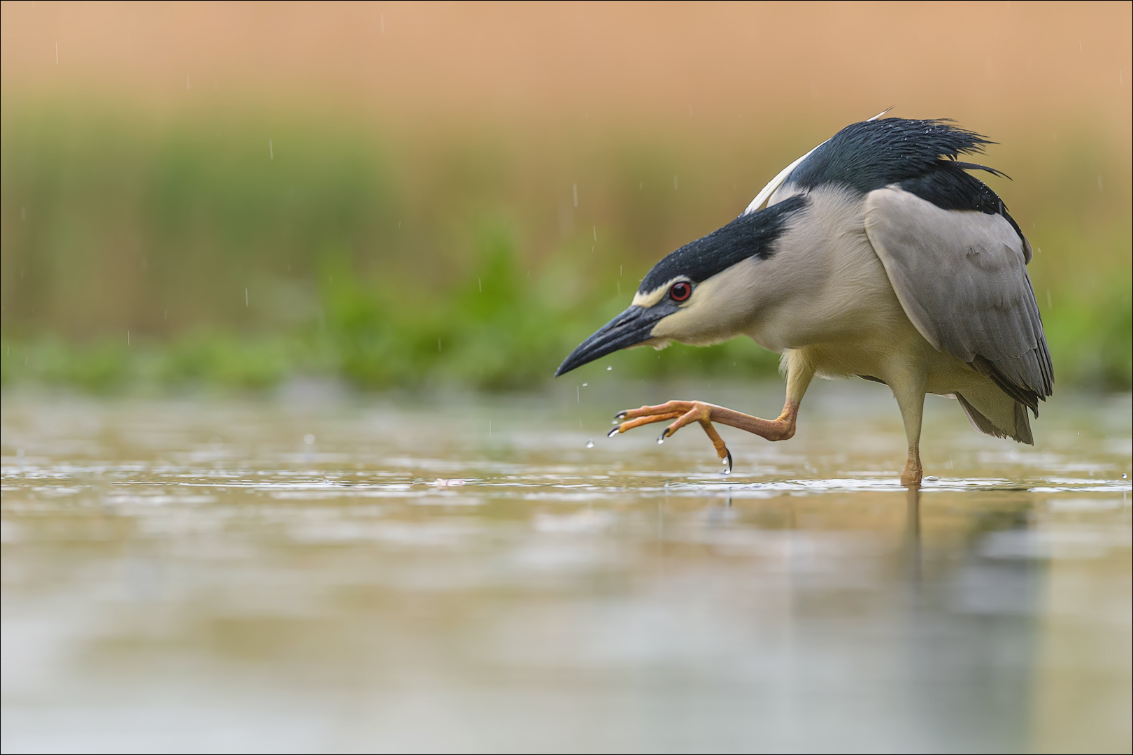 Regen....Regen...