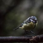 Regen,Regen nichts als Regen