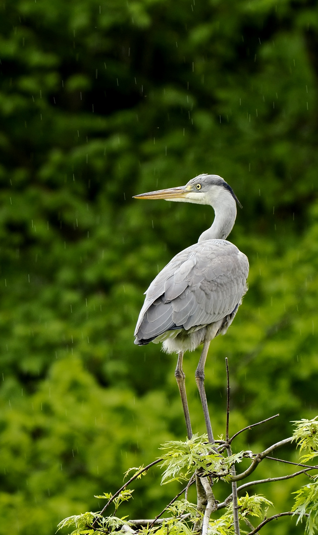 Regenreiher