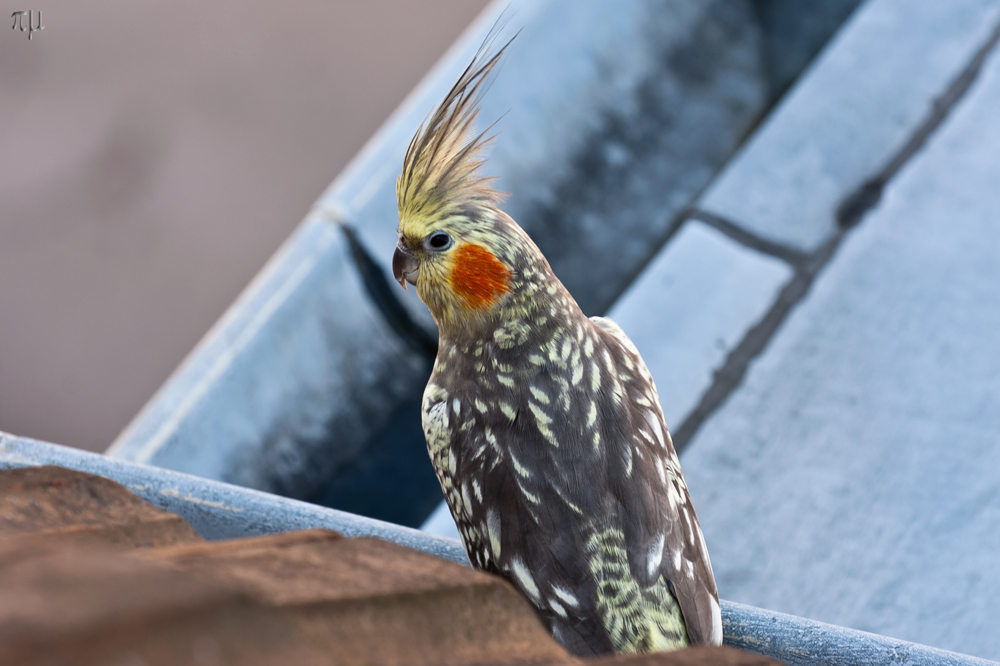 regenrinnenbesuch