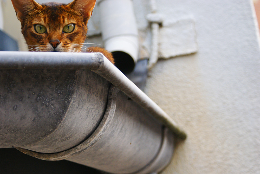 Regenrinnenkatze