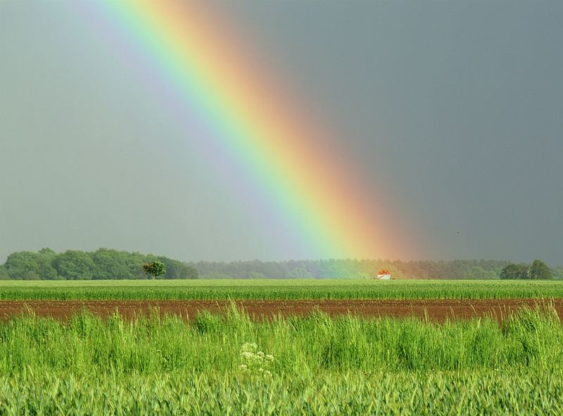 "Regenrolle" im Goldglück