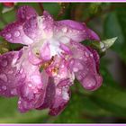 Regenrose...