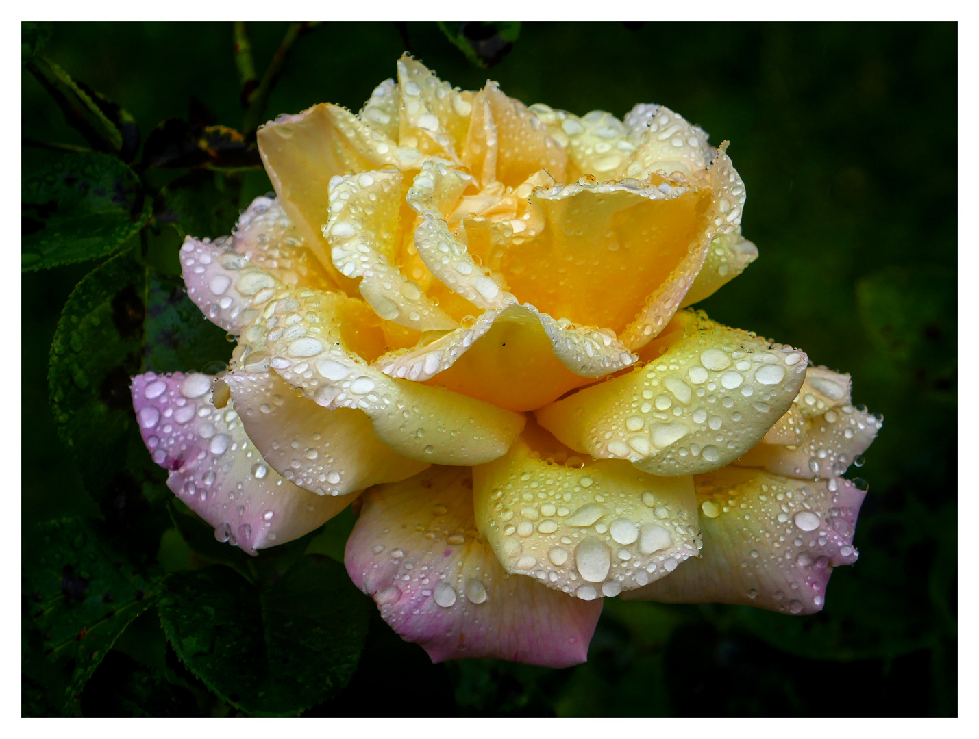 Regenrose