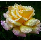 Regenrose