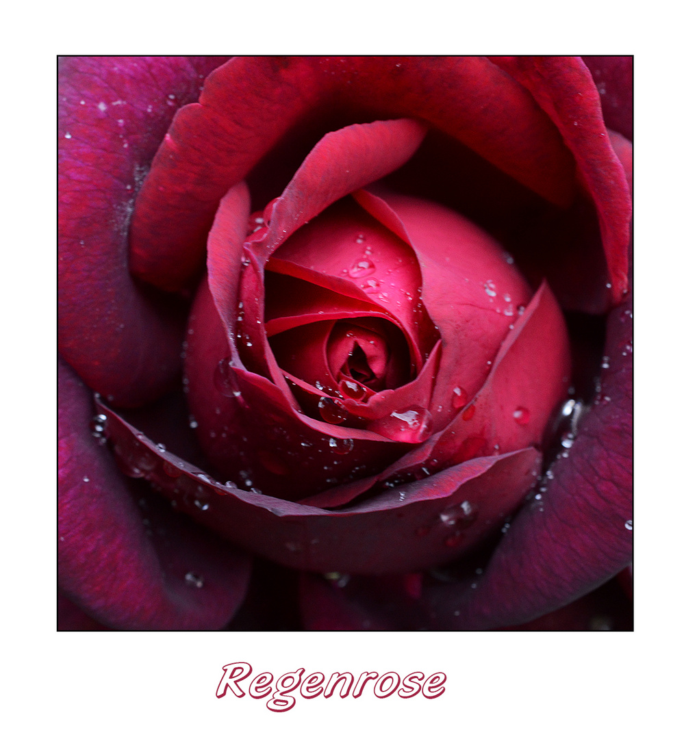 Regenrose