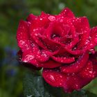 Regenrose