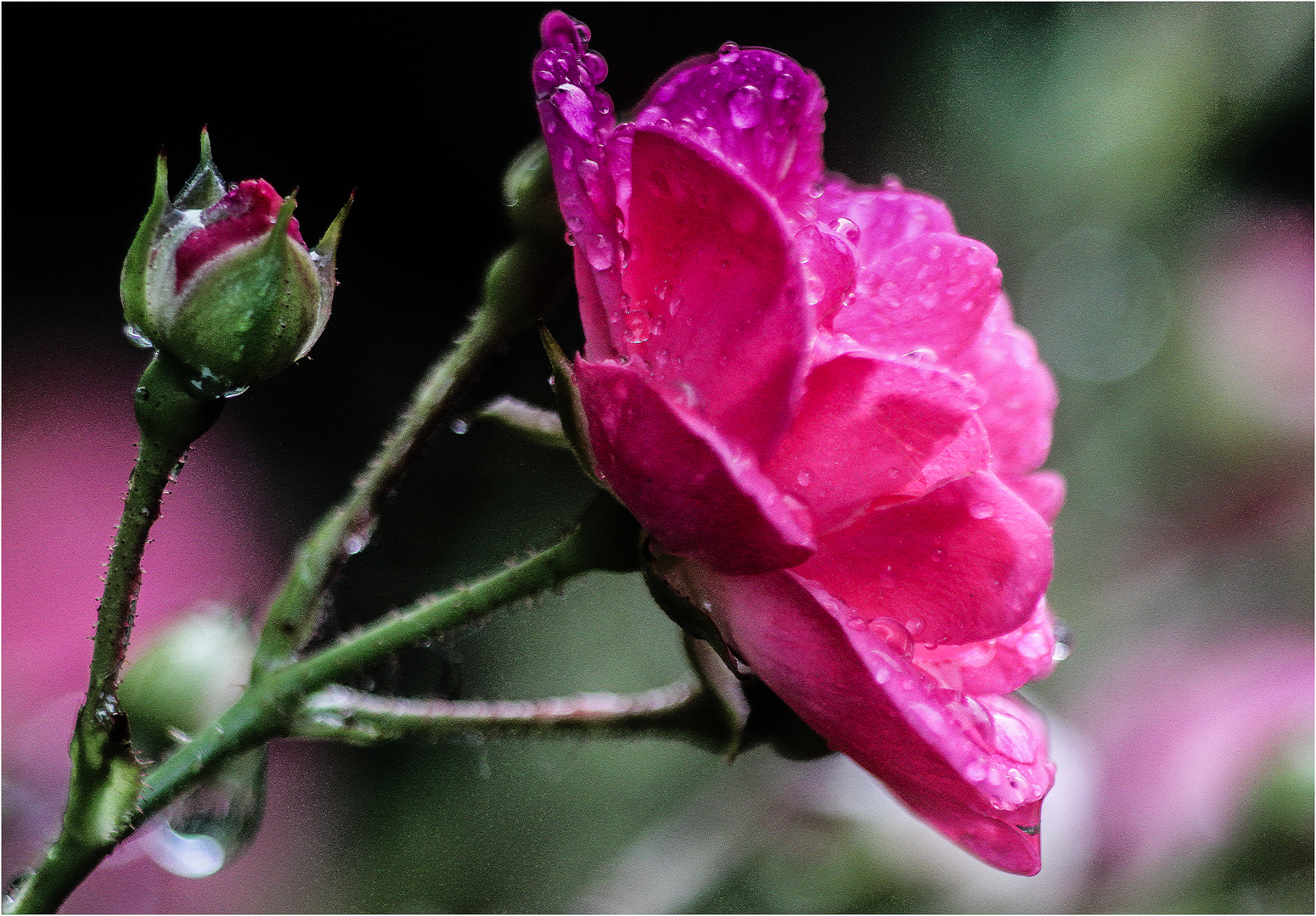 Regenrose