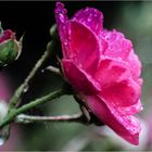 Regenrose