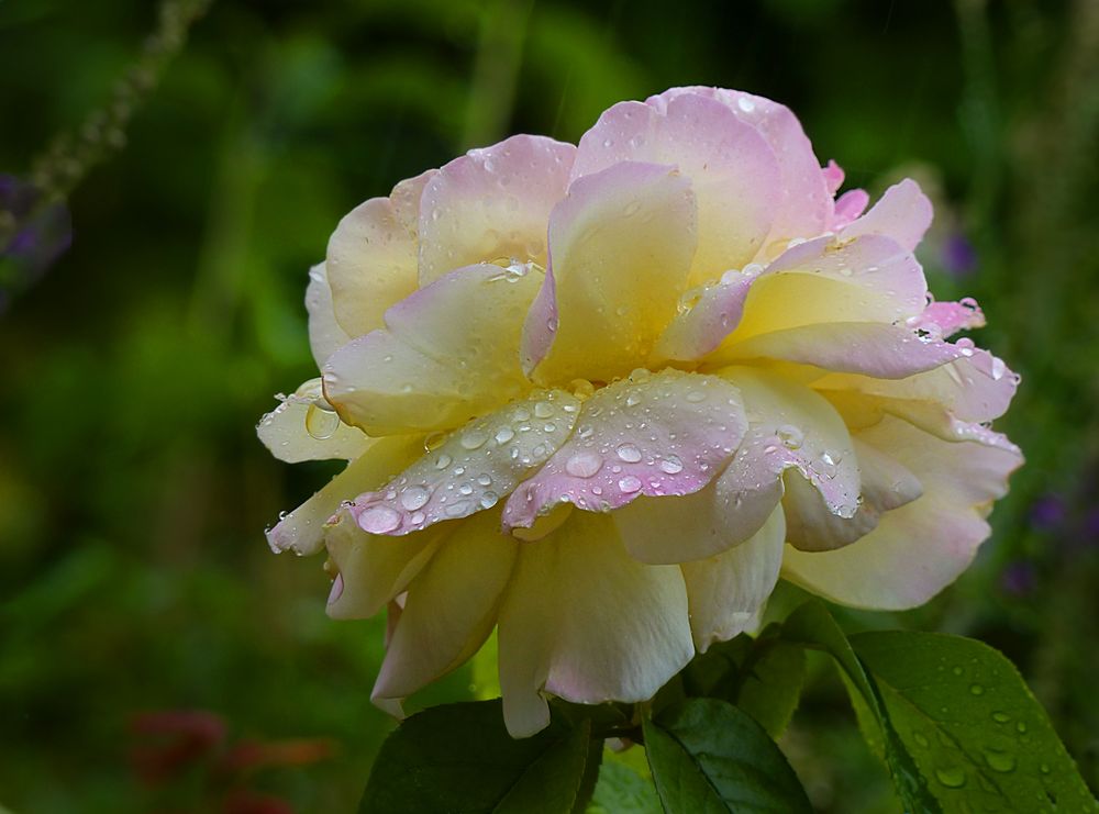 Regenrose