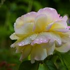 Regenrose