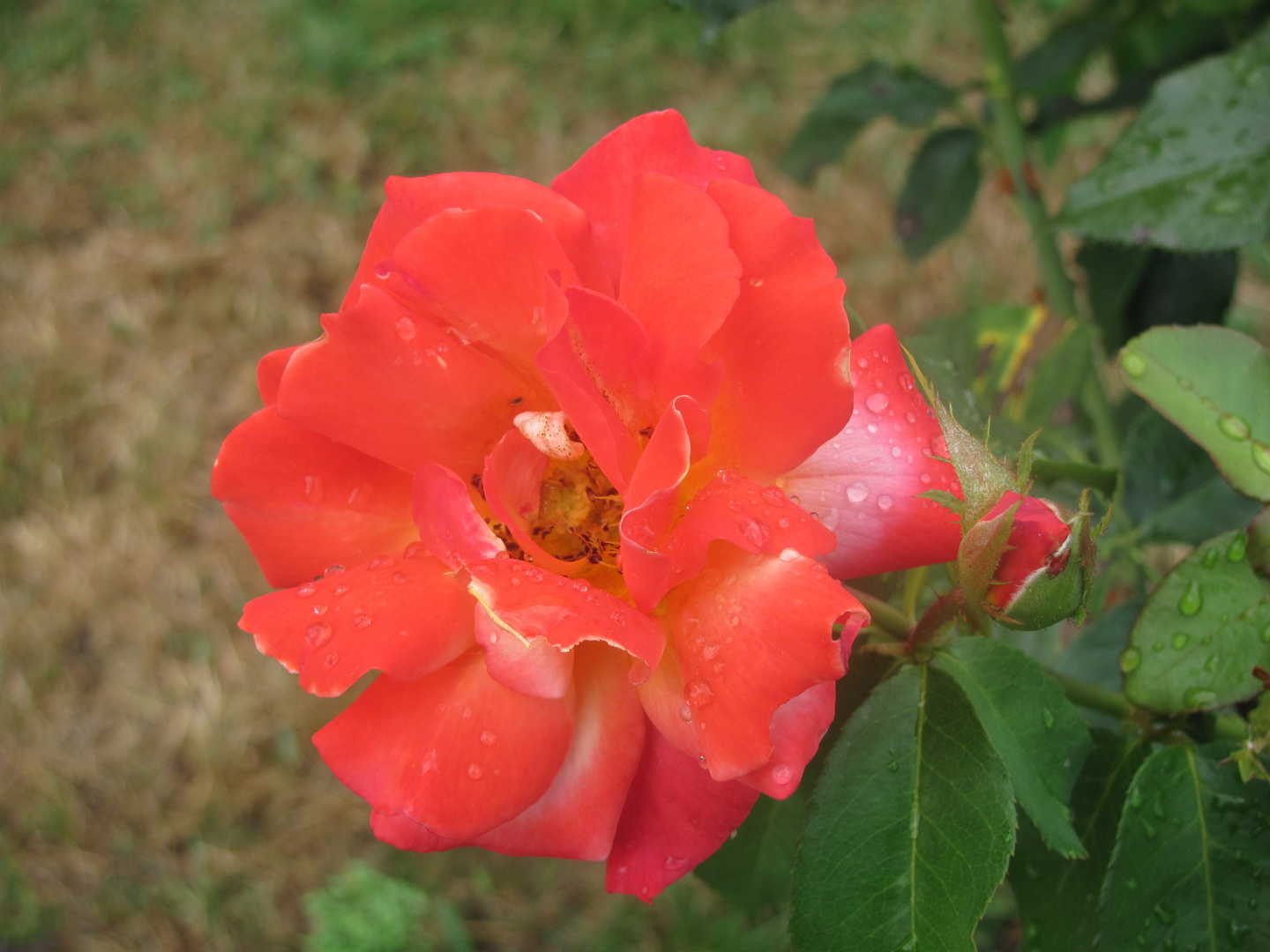 regenrose