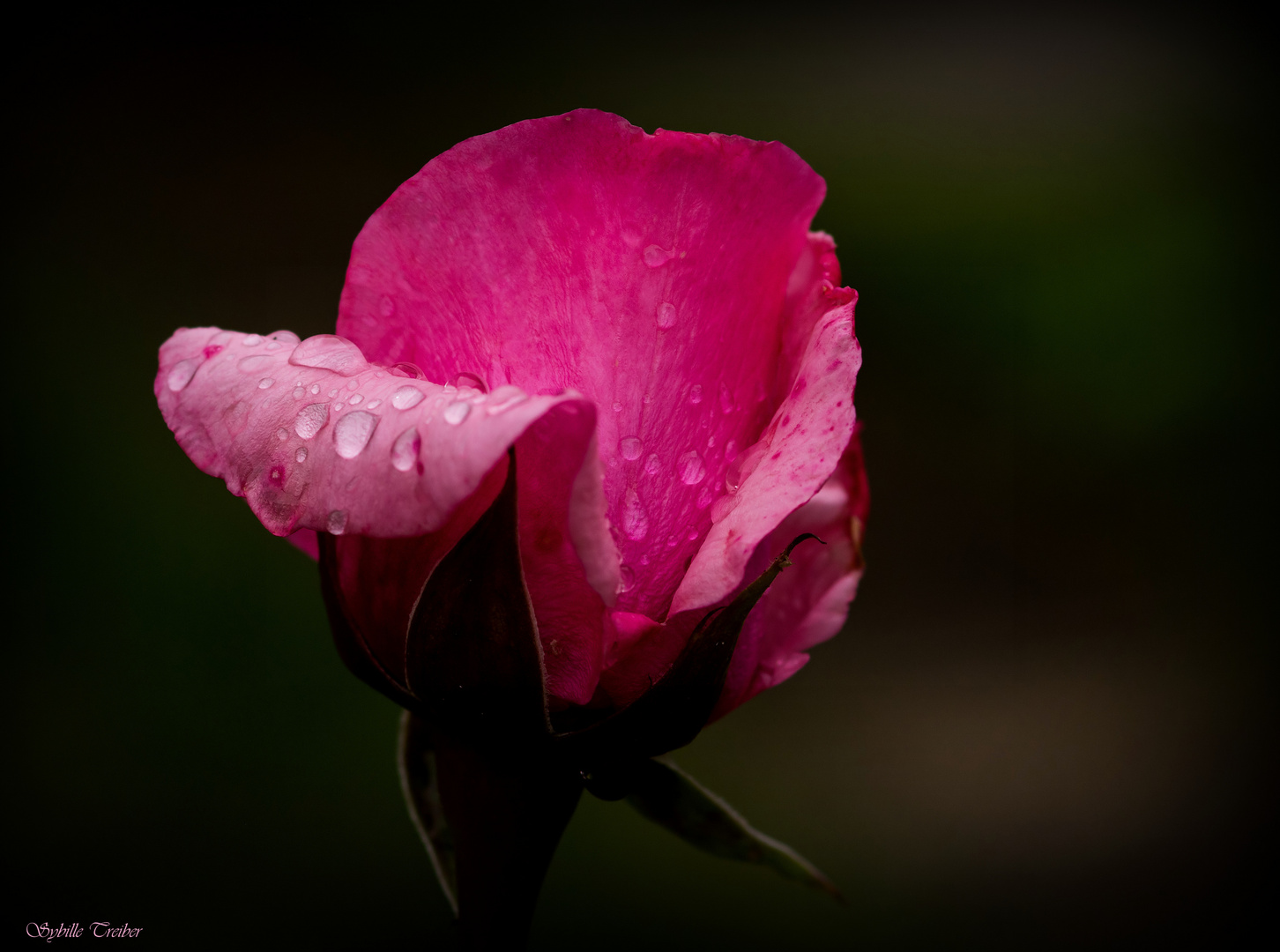 Regenrose