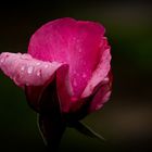 Regenrose