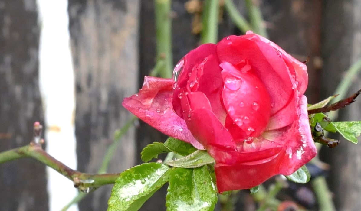 Regenrose